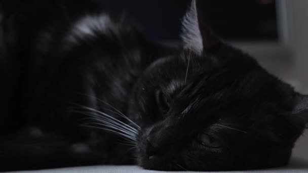 Black sleepy cat with green big eyes resting on the floor. Concept. Close up of the cute black cat with green eyes lying and having a rest on blurred background. — Stock Video