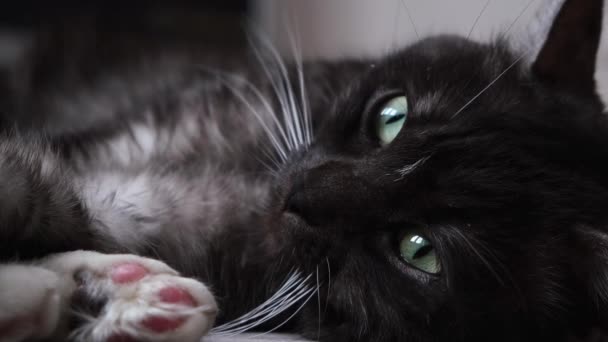 Gato preto sonolento com grandes olhos verdes deitados no chão em fundo borrado. Conceito. Bonito animal de cor preto e branco deitado com suas patas macias em fron da câmera . — Vídeo de Stock