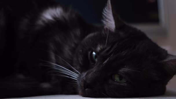 Primer plano de gato blanco y negro suave y esponjoso que se queda dormido. Concepto. Gato doméstico con grandes ojos verdes acostado en casa delante de la cámara sobre fondo borroso de la habitación . — Vídeos de Stock