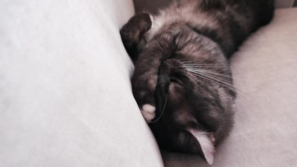 Söt sömnig katt liggande på en beige soffa och har en djup sömn i söt position. Begreppet. Närbild av svart och vit katt som vilar på en soffa med tassen i ansiktet. — Stockvideo