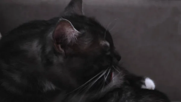 Närbild av söt katt slickar magen på suddig bakgrund av ett rum. Begreppet. Inhemska vackra husdjur av svart färg med gröna ögon rengöring sig. — Stockfoto