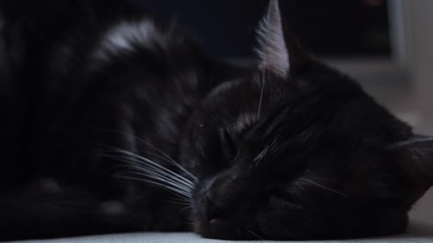 床には緑の大きな目が眠っている黒い眠い猫。コンセプト。青い目をしたかわいい黒猫の閉じます嘘と持っています残りの部分にぼやけた背景. — ストック動画