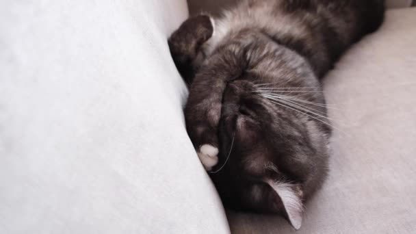 Lindo gato soñoliento acostado en un sofá beige y teniendo un sueño profundo en una posición linda. Concepto. El primer plano del gato blanco y negro descansando en un sofá con su pata en la cara . — Vídeos de Stock