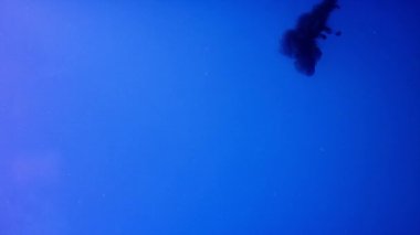 Renkli boya yavaş çekimde suya düşer. Stok görüntüleri. Koyu mavi boya damlaları suya yayılıyor. Suyla karışınca buluta benziyor..