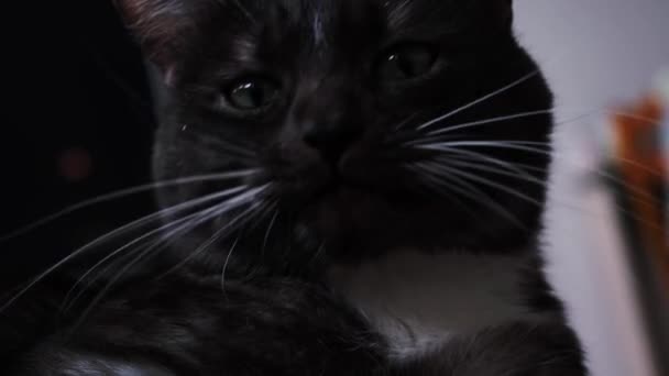 Close up de gato bonito lambendo seu rosto no fundo borrado de uma sala. Conceito. Doméstico belo animal de estimação de cor preta com olhos verdes limpando sua cabeça . — Vídeo de Stock