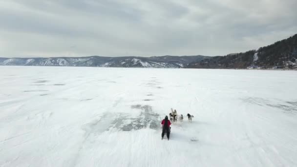 Kutyaszánkózás egy befagyott tavon télen. Csípés. Légi kilátás turisztikai husky szánkó szafari keresztül havas fagyos folyó hátterében a téli erdős hegyek és a nehéz felhős ég. — Stock videók