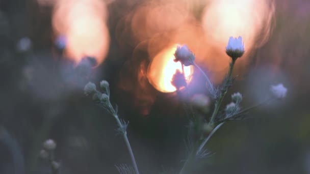 Bulanık arkaplanda Bokeh ile birlikte yabani çiçeklerin yakın çekimi. Kavram. Bulanık bokeh ışıklarının arka planındaki yaban çiçeklerinin narin tomurcukları — Stok video