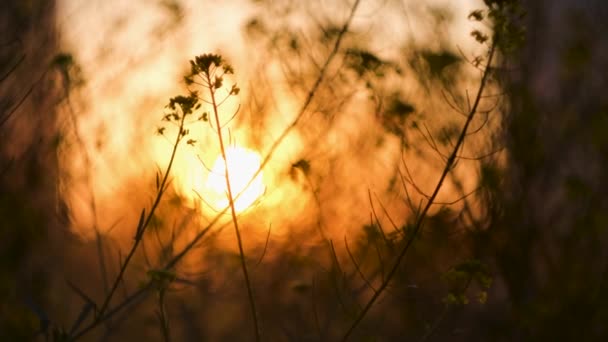 閉じる明るい太陽の下でぼやけた背景にある野生の花のアップ。コンセプト。草の茎の暗いシルエット背景ぼやけた黄色の夕日 — ストック動画