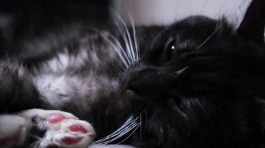 Bulanık arka planda yerde yatan yeşil büyük gözlü, uykulu kara kedi. Kavram. Kameranın önünde yumuşak pençeleriyle uzanan siyah beyaz güzel bir hayvan..