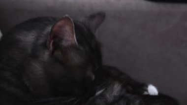 Odanın bulanık arka planında karnını yalayan sevimli kediyi yakından çek. Kavram. Evcil, güzel, siyah renkli, yeşil gözlü, kendini temizleyen bir hayvan..