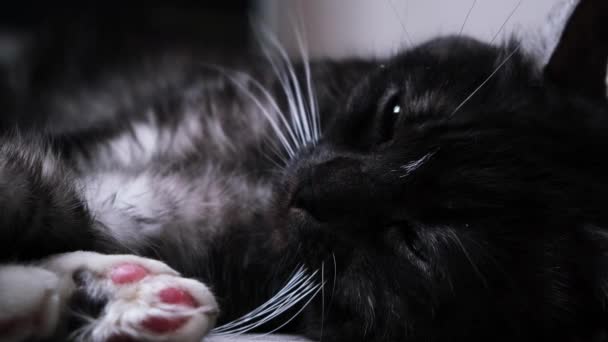 Gato negro somnoliento con grandes ojos verdes tumbados en el suelo sobre un fondo borroso. Concepto. Hermoso animal de color blanco y negro acostado con sus suaves patas en fron de la cámara . — Vídeos de Stock