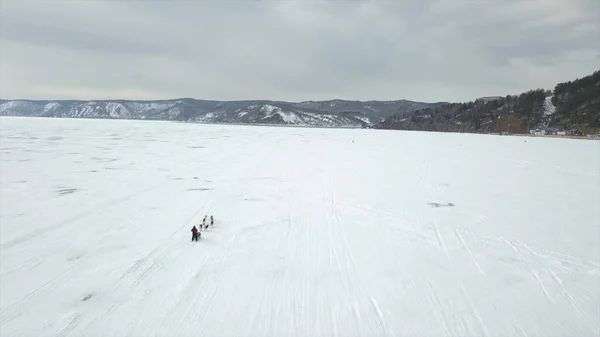 Psie zjazdy na zamarzniętym jeziorze w okresie zimowym. Klip. Widok z lotu ptaka turystycznego husky safari safari przez zaśnieżoną zamarzniętą rzekę na tle zimowych zalesionych gór i chmurnego nieba. — Zdjęcie stockowe