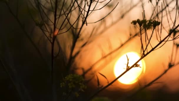 Silhuetas de fábricas secas contra um pôr-do-sol céu cor-de-laranja brilhante e o sol. Conceito. Fundo natural com a grama e sol brilhante, vibrações de verão . — Vídeo de Stock