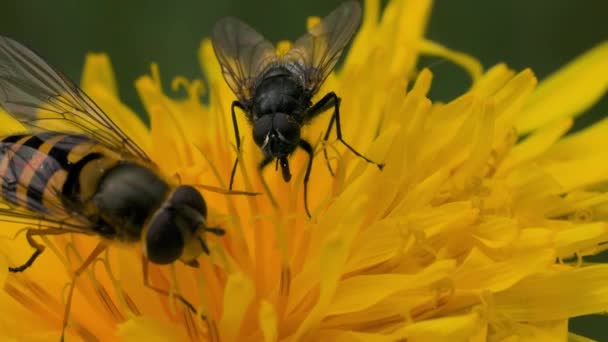 Wespen op een gele paardebloem verzamelen stuifmeel en nectar. Beweging. Close-up van een insect wespen op een gele zomerbloem, concept van prachtige natuur. — Stockvideo