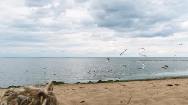 Sekelompok burung camar di pantai di Teluk Finlandia, St. Petersburg, Rusia. Konsep. Burung-burung terbang di atas laut berkerut dekat pantai berpasir dengan latar belakang langit berawan. — Stok Video