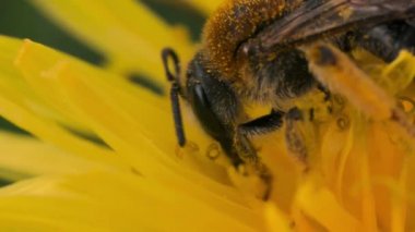 Sarı bir karahindiba üzerindeki yaban arısı polen ve nektar toplar. Hareket. Sarı bir yaz çiçeğinin üzerindeki böcek eşekarılarına yaklaş. Güzel doğa kavramı..