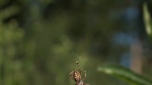 Spider attackerar fjäril offer i spindlar nätet på suddig grön bakgrund. Rörelse. Närbild av en spindel fångade en mal i hans nät, vilda natur och insekter koncept. — Stockvideo