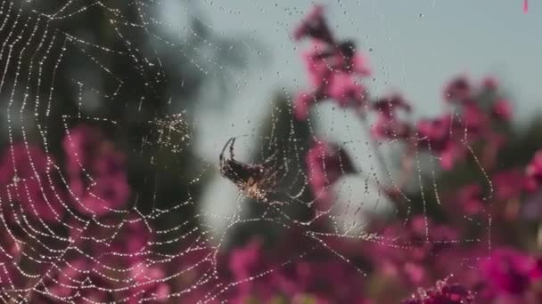 Teia de aranha ao sol com gotas de água no fundo flores rosa florescendo. Moção. Close up de inseto aranha na teia no campo em um verão . — Vídeo de Stock