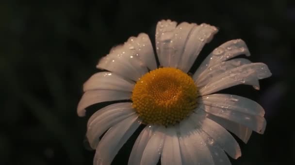 Nær duggdråper på en kamillete myk blomst. Bevegelse. Dråper med regnvann som faller ned på hvite, ømme kronblader av kamillete blomsterbed isolert på uklar bakgrunn. – stockvideo