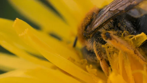 Wespen auf einem gelben Löwenzahn sammeln Pollen und Nektar. Bewegung. Großaufnahme eines Insekts Wespen auf einer gelben Sommerblume, Konzept der schönen Natur. — Stockfoto