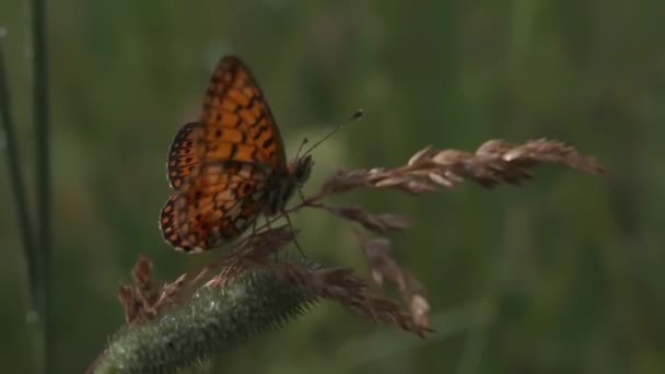 Fjärilen sitter på en lila blommande blomma. Rörelse. Naturlandskap, närbild av en orange och svart liten fjäril på grönt gräs bakgrund. — Stockvideo