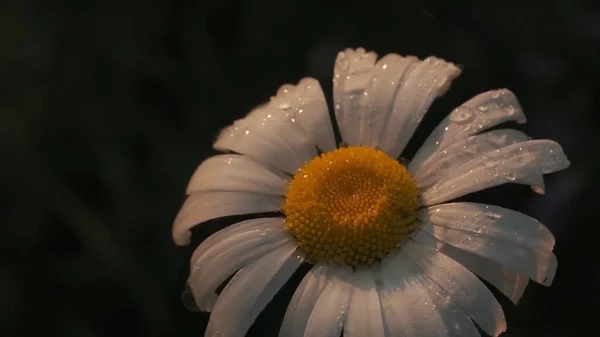 Gros plan de gouttes de rosée sur une fleur molle de camomille. Motion. Gouttelettes d'eau de pluie tombant sur des pétales blancs tendres de lit de fleurs de camomille isolés sur fond flou. — Photo