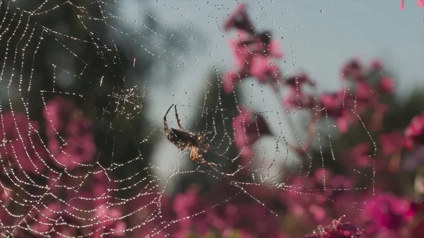 ピンクの花を背景に水滴で太陽の下でクモの巣。動きだ。夏にはフィールド内のWeb上のクモの昆虫の閉鎖. — ストック写真
