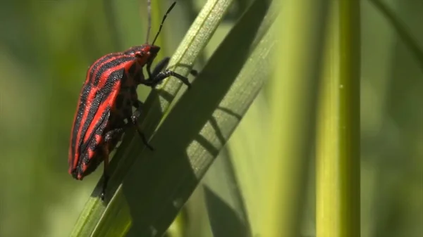 Бабочка и жуки сидят на цветах и траве. Движение. Природный пейзаж, крупным планом оранжевый и черный маленький бабочка, красный и черный жук, и стрекоза на зеленом фоне травы. — стоковое фото
