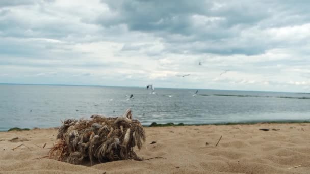 Oude boomstronk met droog gras en touwen omgeven door zand langs de rivier. Concept. Zeemeeuwen vliegen boven het meer met rimpelend water op blauwe bewolkte lucht achtergrond. — Stockvideo