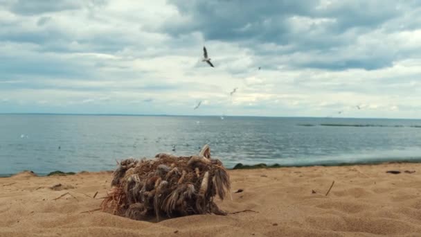 Viejo tocón de árbol con hierba seca y cuerdas rodeadas de arena a lo largo del río. Concepto. Gaviotas volando en el lago con agua ondulada sobre fondo azul cielo nublado. — Vídeos de Stock