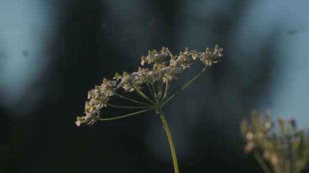 Nahaufnahme einer Heracleum sibiricum Pflanze, die von vielen Fliegen umgeben ist. Bewegung. Insekten fliegen um das Gras und die Blumen eines Sommerfeldes, natürliche ländliche Landschaft. — Stockvideo