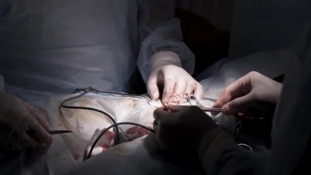 Ράβοντας το χειρουργικό τραύμα με ιατρικά εργαλεία και έντερο γάτας. Πάμε. Κοντινό πλάνο του χειρουργού χέρια ράμματα μια πληγή μετά την χειρουργική επέμβαση του ανδρικού γεννητικού συστήματος. — Αρχείο Βίντεο