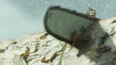 Elektrikli testereyle çalışmak ve ağaç gövdesini kesmek. Video kaydı. Ağaç kesme işlemi sırasında talaş kenarlara doğru uçuyor. Ormanda çalışan ahşap..