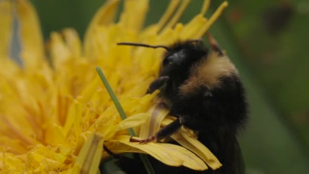 Zblízka krásný hmyz se snaží vylézt na květinový pupen. Pohyb. Makro záběry s vosou na žlutém květu sbírající nektar na rozmazaném zeleném pozadí. — Stock video
