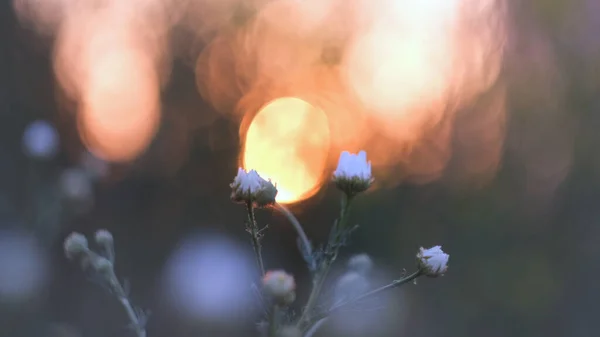 Bulanık arkaplanda Bokeh ile birlikte yabani çiçeklerin yakın çekimi. Kavram. Bulanık bokeh ışıklarının arka planındaki yaban çiçeklerinin narin tomurcukları — Stok fotoğraf