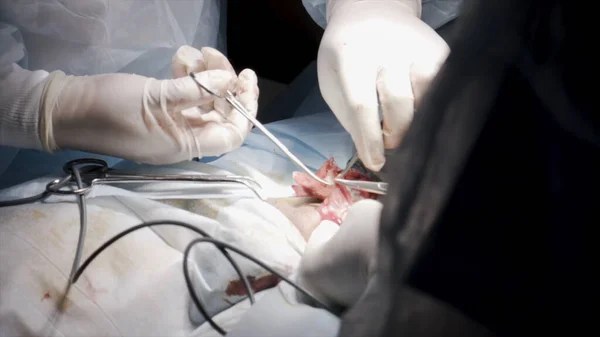 Sluiten van professionele chirurgen die een open wond dichtnaaien tijdens de medische procedure. Actie. Artsen in schoon uniform met behulp van catgut om chirurgie af te maken. — Stockfoto