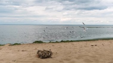 Gri deniz martı kuşları Baltık Denizi kıyısının kumlu sahiline yakın uçuyorlar. Kavram. Deniz dalgaları, altın kum ve bir sürü martı ile deniz manzarası.