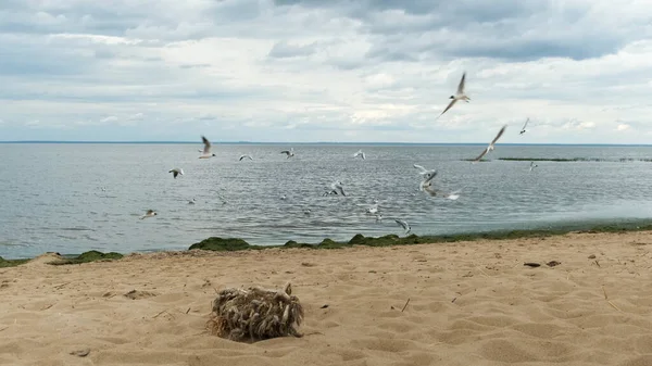 Сірі морські птахи летять біля піщаного пляжу Балтійського моря. Концепція. Морські краєвиди з морськими брилами, золотий пісок і зграя морських чайок.. — стокове фото