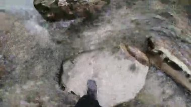 Bir adamın taştan taşa atladığı dağlık nehrin doğal manzarası. Şarjör. Vahşi ormanda taşlarla akan nehirden geçen ilk erkek bacağını vuran kişi..