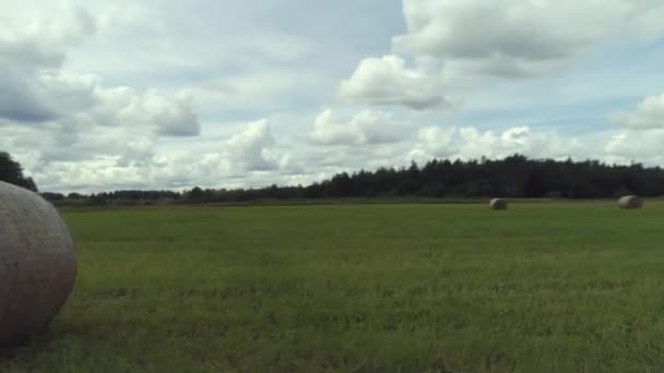 Haystack zemědělství pole krajina s borovicemi rostoucí v dálce proti modré oblačné obloze. Zastřelen. Seno balíky sušení v létě zelené pole v době sklizně. — Stock video