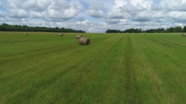Mavi bulutlu gökyüzüne karşı uzaklarda çam ağaçları büyüyen saman yığını tarlaları. Vuruldu. Saman balyaları hasat zamanı yeşil tarlalarda kurur..