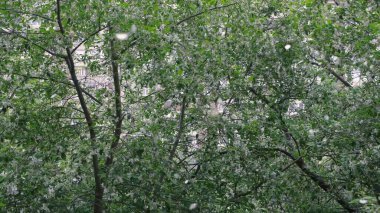 Ağacın düşen beyaz yaprakları. Kavram. Güzel Elma çiçeğinin ve rüzgardan düşen beyaz yaprakların alt manzarası. Bahar çiçekli ağaçlar..