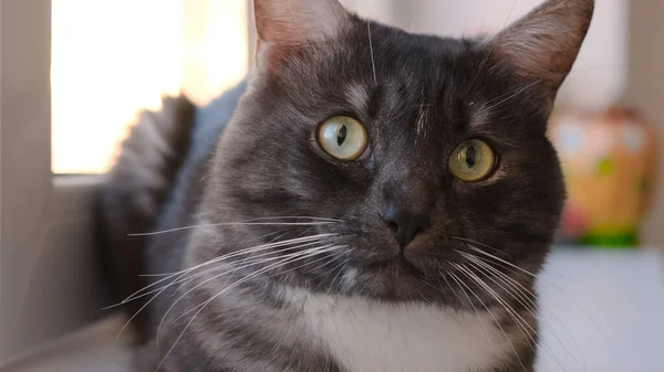 Close-up of face of black and white cat. Concept. Beautiful big cat with black and white coloring sits at window and looks around. House cat looks at camera on background of window.