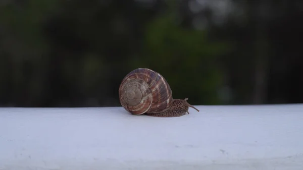 Schnecke kriecht am Geländer entlang. Medien. Großaufnahme einer großen Schnecke, die an einem weißen Geländer auf verschwommenem grünem Hintergrund entlang kriecht. Große Schnecken kriechen nach Regen überall hin — Stockfoto