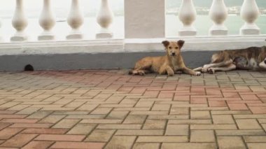 Arazide başıboş köpekler. Medya. Sokak köpekleri setin üzerinde yatar. Şirin köpekler yaz günü sokak fayanslarında yatarlar. Üç sokak köpeği.