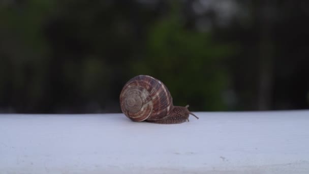 手すりに沿って這うカタツムリ。メディア。近くに大きなカタツムリのぼやけた緑の背景に白い手すりに沿ってクロールのアップ。大きなカタツムリが雨の後どこでも這う — ストック動画