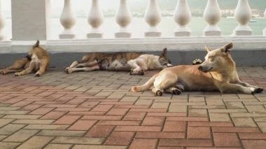 Arazide başıboş köpekler. Medya. Sokak köpekleri setin üzerinde yatar. Şirin köpekler yaz günü sokak fayanslarında yatarlar. Üç sokak köpeği.