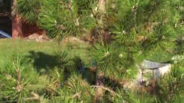 Bir kürk ağacının parlak yeşil dikenli dalları. Medya. Avusturya çam ağacının güzel yeşil iğnelerini yakın plan, doğal yeşillik arka plan.