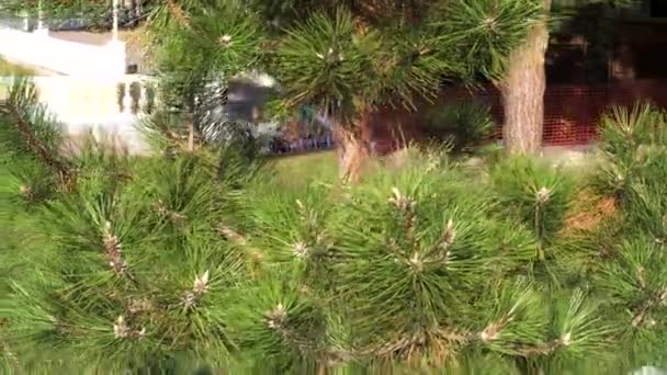 Helder groene stekelige takken van een pelsboom. De media. Close-up van mooie lange groene naalden van een Oostenrijkse dennenboom, natuurlijke groene achtergrond. — Stockvideo