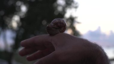 Ağaçların ve gökyüzünün bulanık arka planında bir adamın avucundaki salyangoz. Medya. Gün batımında erkek eli büyük bir salyangoz tutuyor..